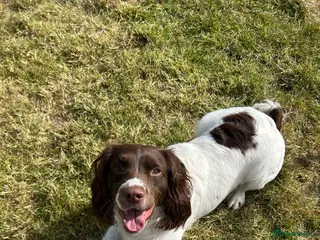 English Springer Spaniel dogs KC Springer Spaniel Boy - Advert 13