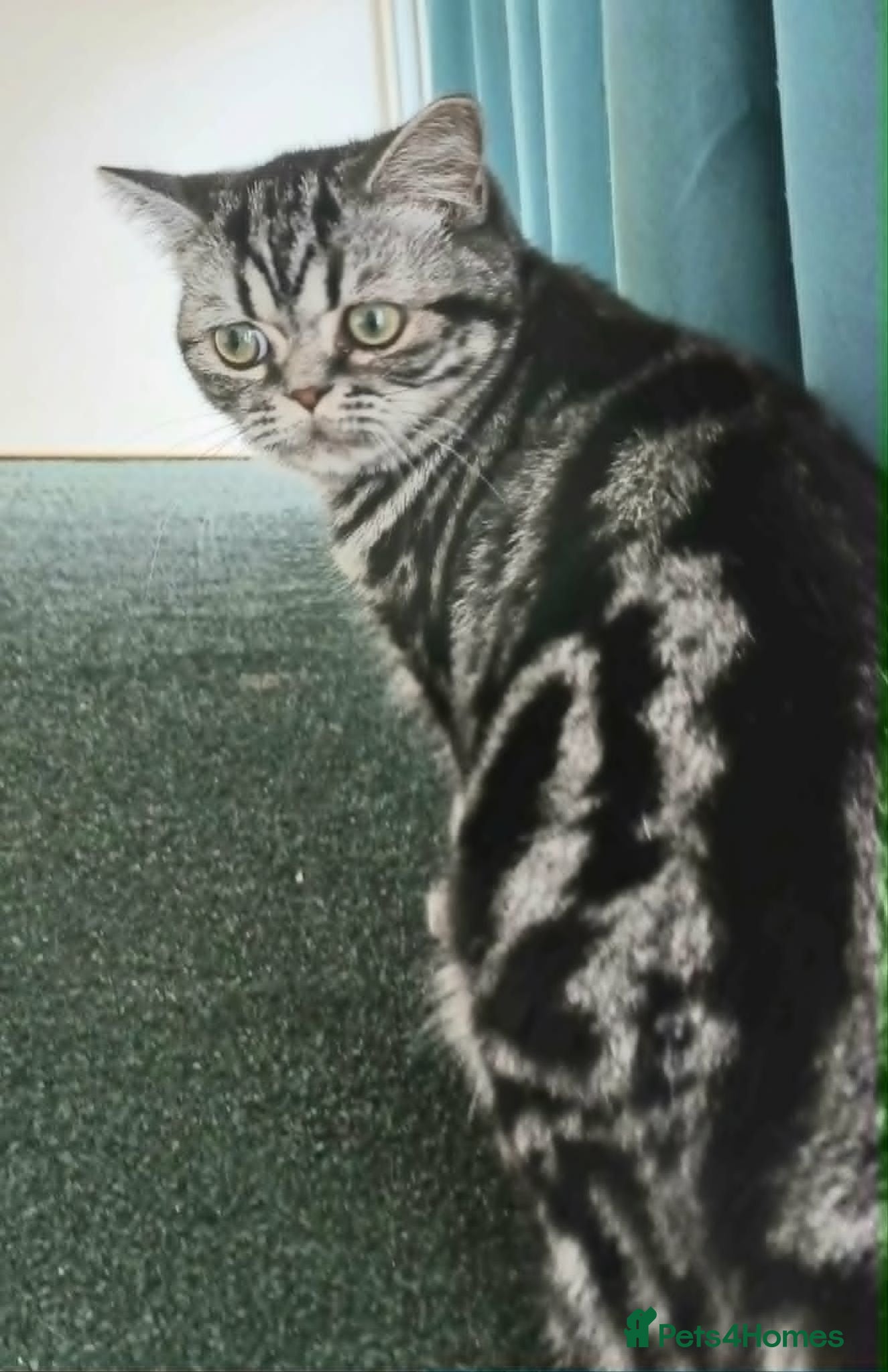 British Shorthair cats Bsh. Silver Tabby.🍄🍒 - Advert 6