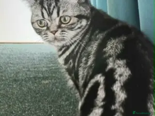 British Shorthair cats Bsh. Silver Tabby.🍄🍒 - Advert 6
