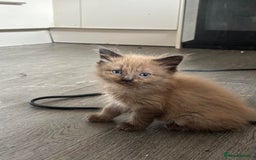 Ragdoll cats for sale: Mink Ragdoll kitten boys and girls - Image 4