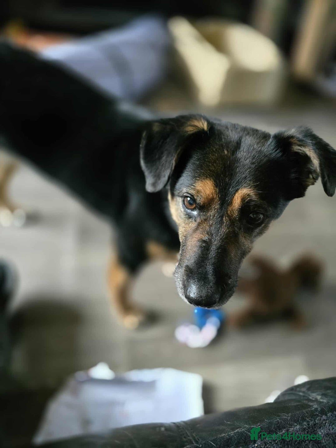 Mixed Breed dogs for adoption: Bumble for adoption - Advert 5