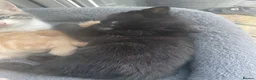 Maine Coon cats for sale: Maine coon crossed kittens for sale - Advert 18