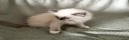 Ragdoll cats for sale: Beautiful pure ragdolls  - Advert 27