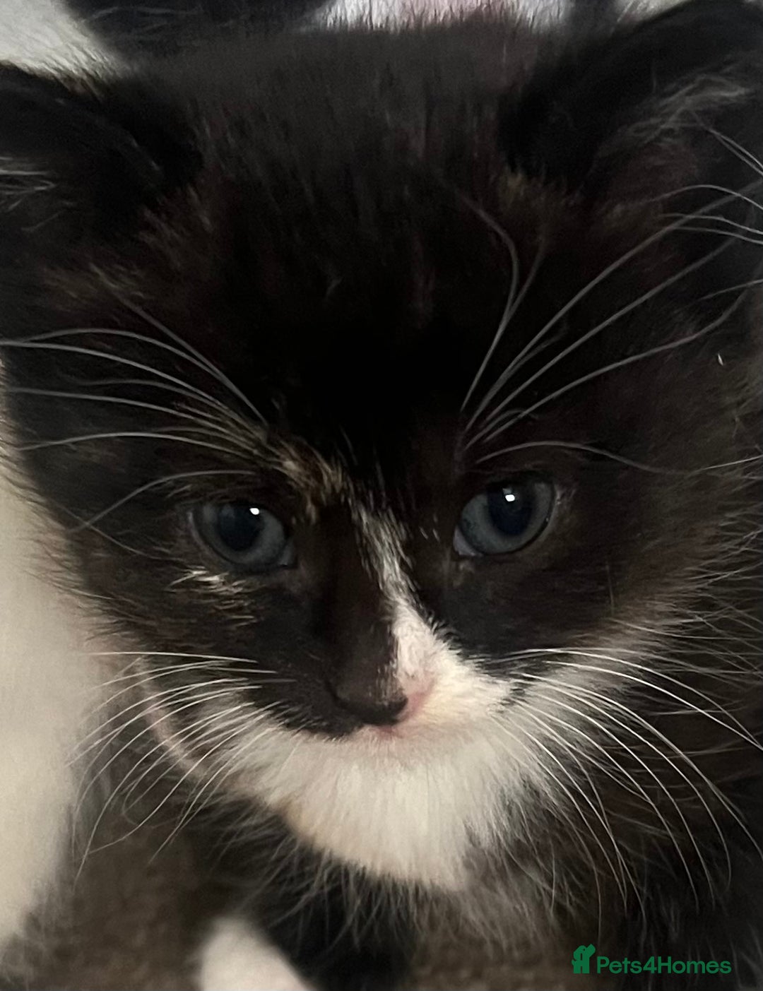 Mixed Breed cats for sale: A Surprise Litter. Dot’s first and last!  - Advert 33