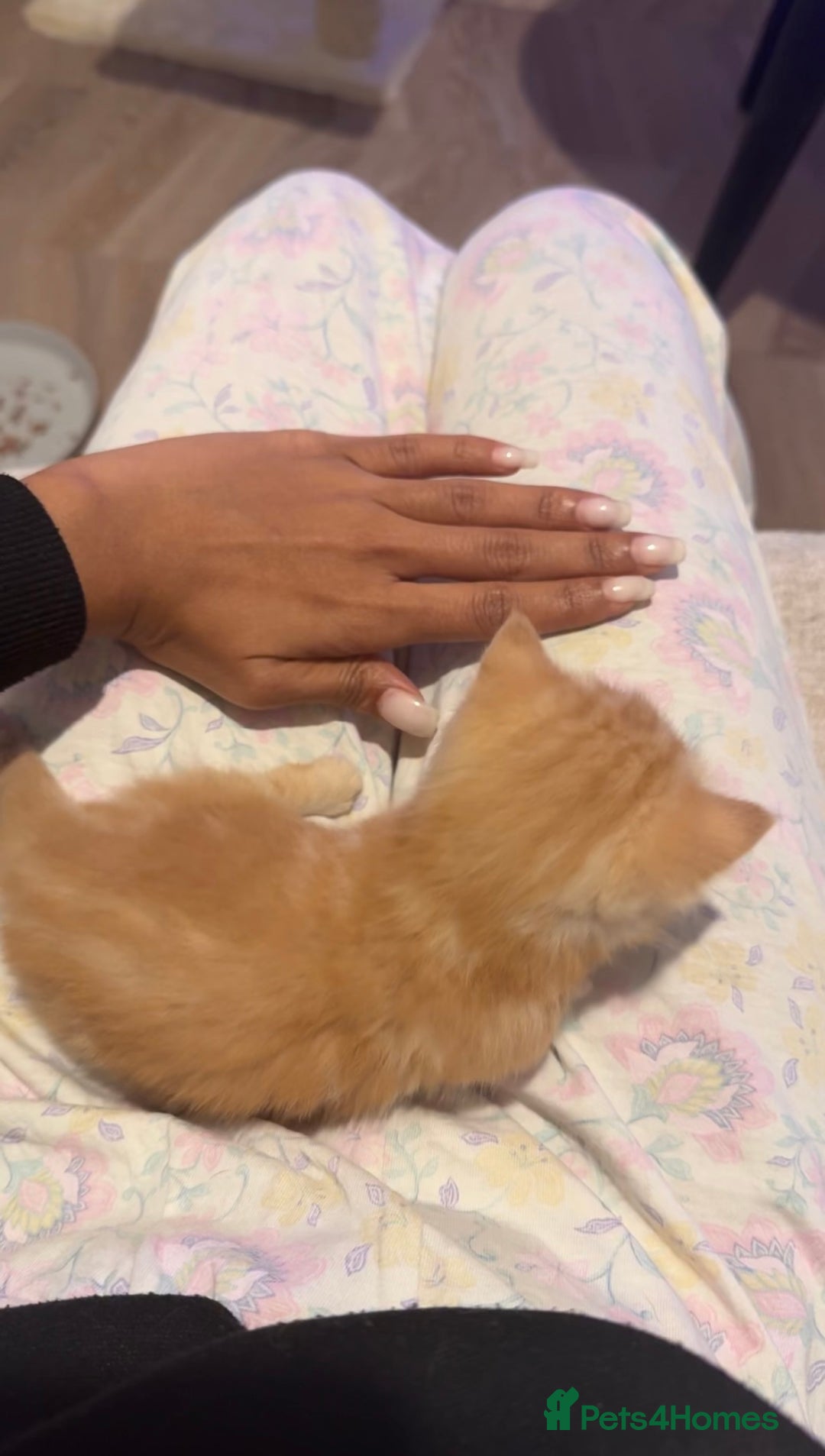 Munchkin cats for sale: stunning standard munchkins - Advert 7