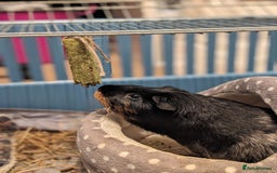 Guinea Pig rodents for sale: Diesel - Image 3