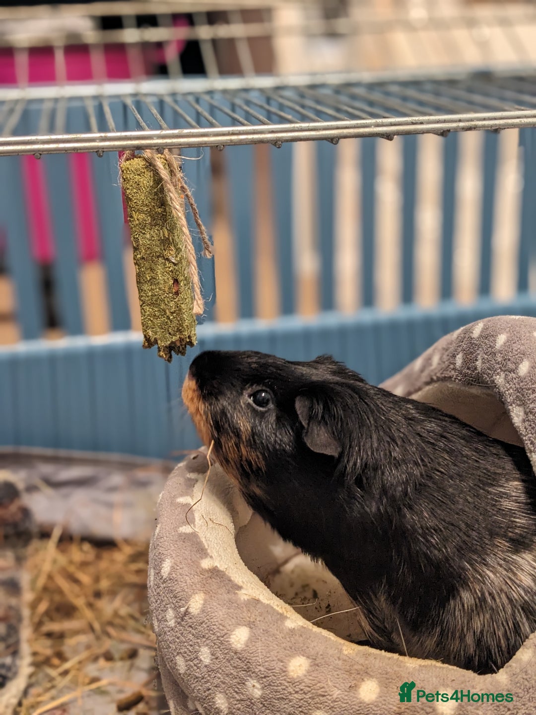Guinea Pig rodents for sale: Diesel - Image 3