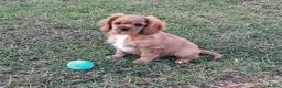 Cavalier King Charles Spaniel dogs for sale: Cavalier king charles. LAST BOY LEFT  - Advert 3