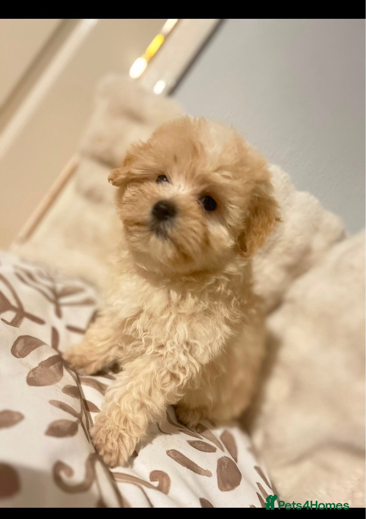 Maltipoo dogs     🤍🐾 Our F1 Asian Maltipoo Puppies🤍🐾 - Advert 2