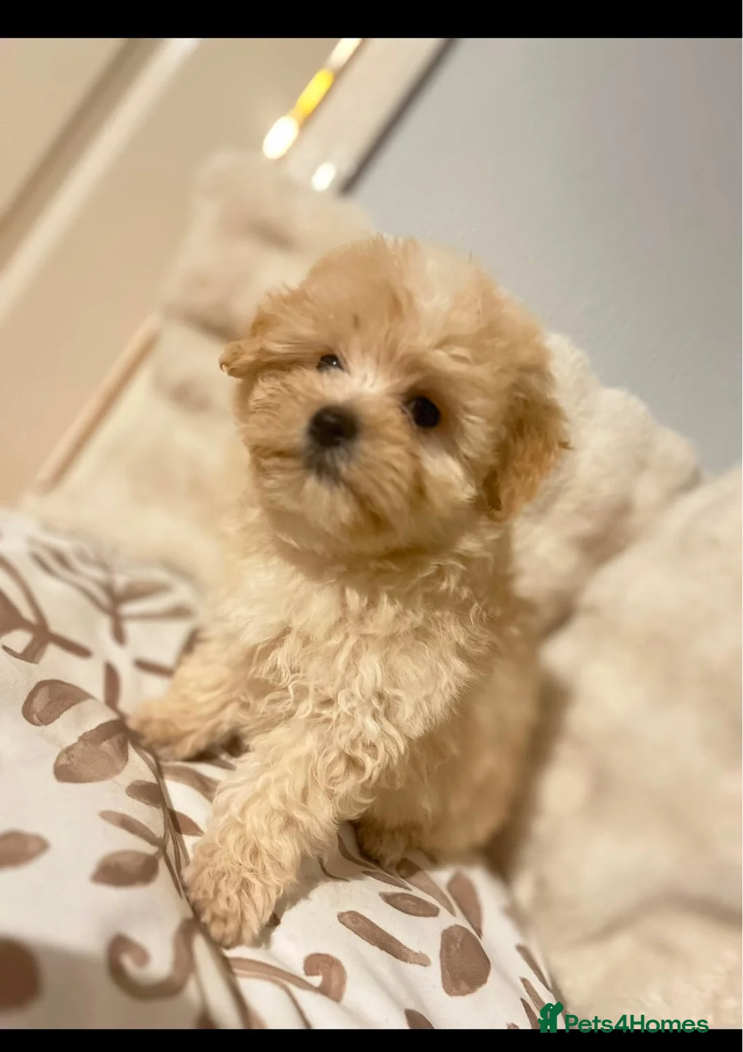 Maltipoo dogs for sale:     🤍🐾 Our F1 Asian Maltipoo Puppies🤍🐾 - Advert 2