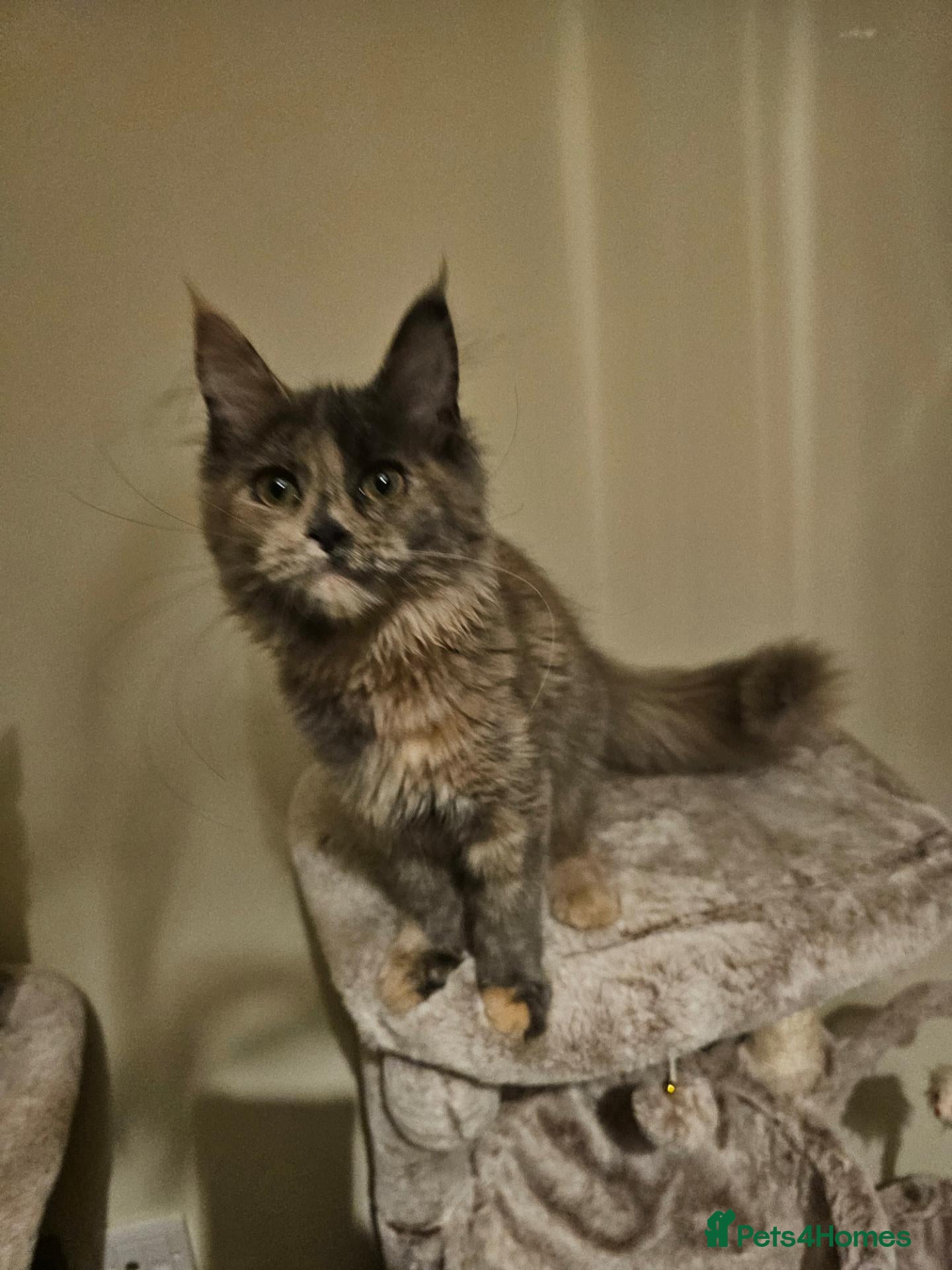Maine Coon cats Maine coon girl re availiable - Advert 2