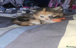 Mixed Breed cats for sale: Quarter persian fluffy kittens for sale - Image 3