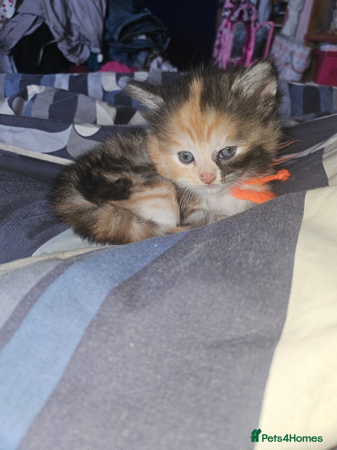 Mixed Breed cats for sale: Quarter persian fluffy kittens for sale - Image 3
