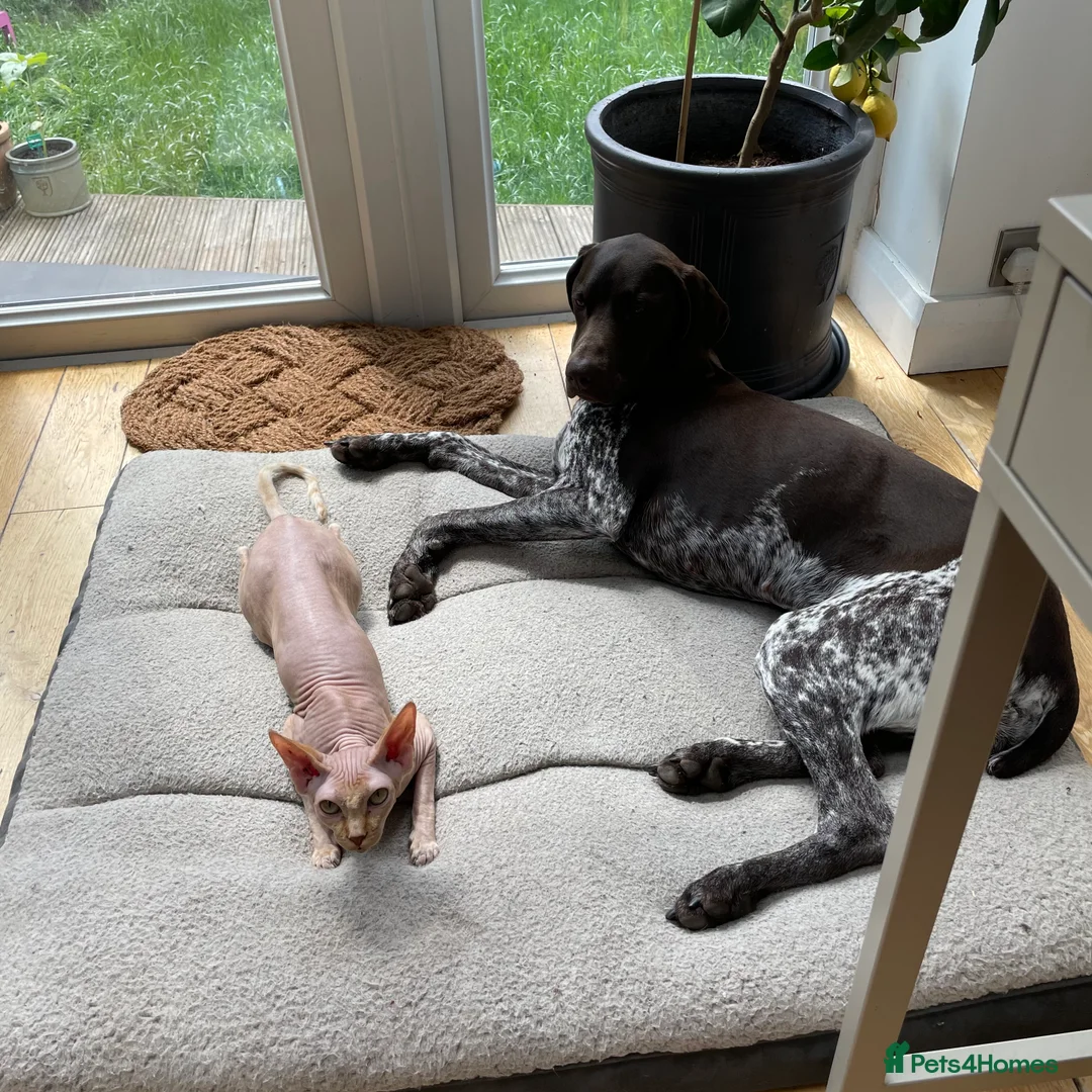 German Shorthaired Pointer dogs for sale:  Loving Home Needed for Our Beautiful GSP - Advert 9