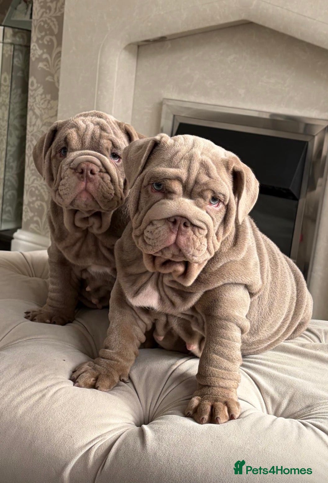English Bulldog dogs English bulldog puppies 🐶  - Advert 4