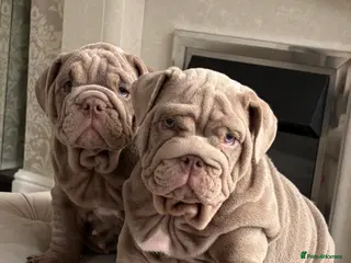English Bulldog dogs English bulldog puppies 🐶 - Advert 4
