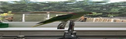 Mixed Breed birds for sale: Beautiful 3 Year Old Male Alexandrian Parrot - Advert 2