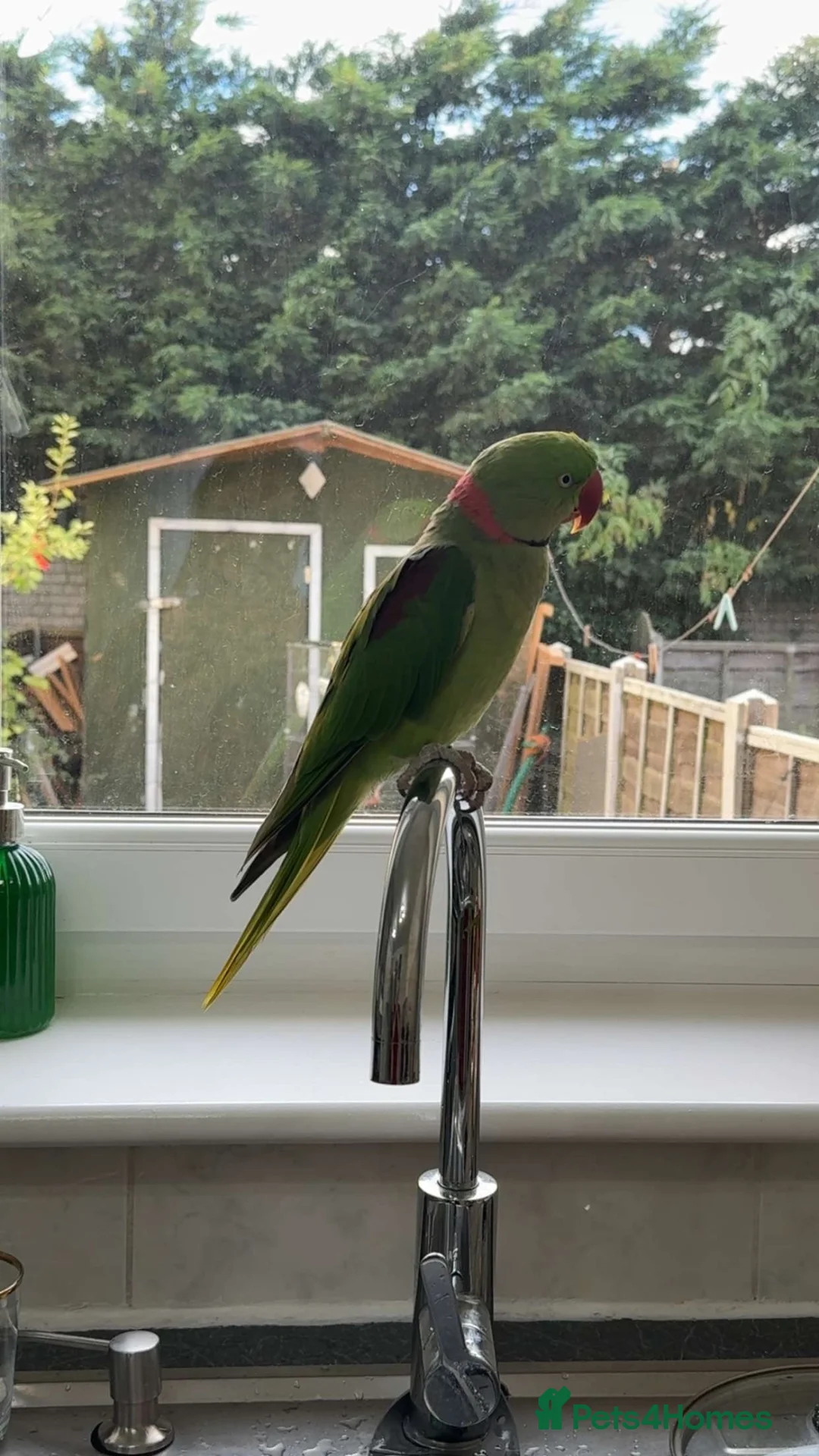Mixed Breed birds for sale: Beautiful 3 Year Old Male Alexandrian Parrot - Advert 2