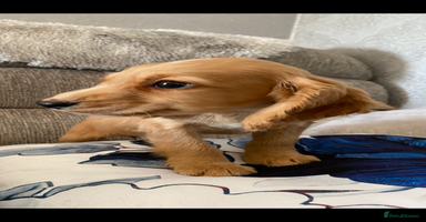 Cocker Spaniel dogs - Advert 13