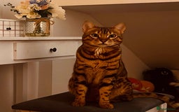 Bengal cats for sale: Salvador - bengal cat - Image 5
