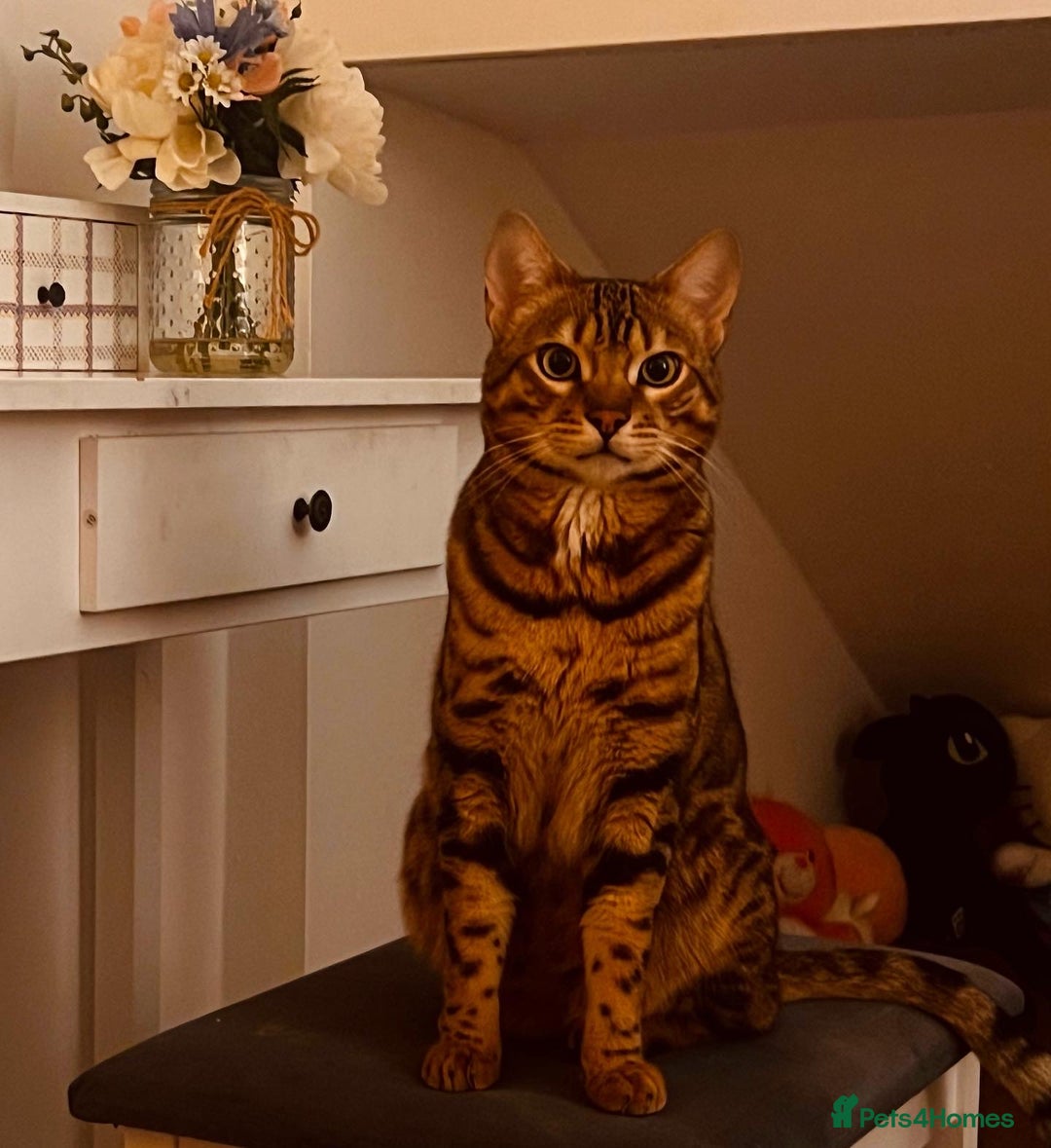 Bengal cats for sale: Salvador - bengal cat - Image 5