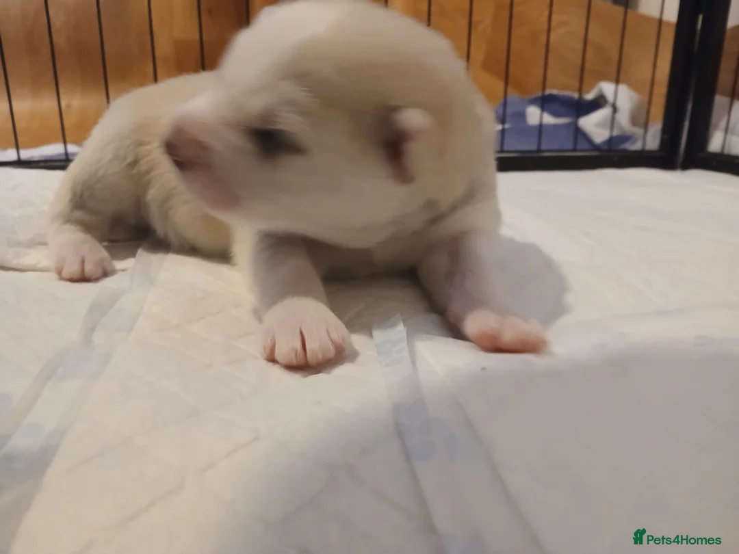 Siberian Husky dogs for sale: 1 SIB HUSKY GIRL LEFT CAN LEAVE 12/02/26 - Advert 30