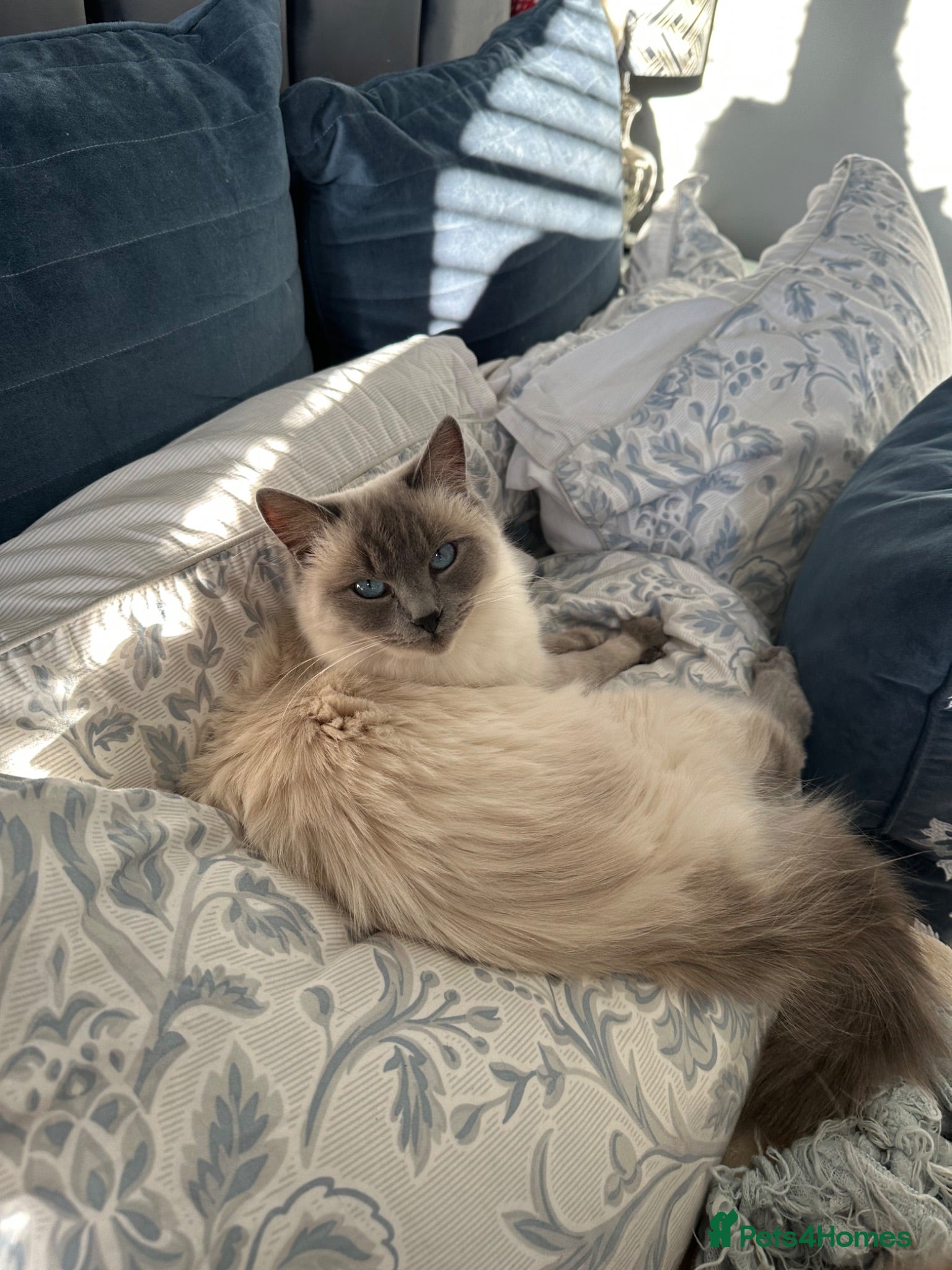 Ragdoll cats Ragdoll Kittens For Sale - Advert 3