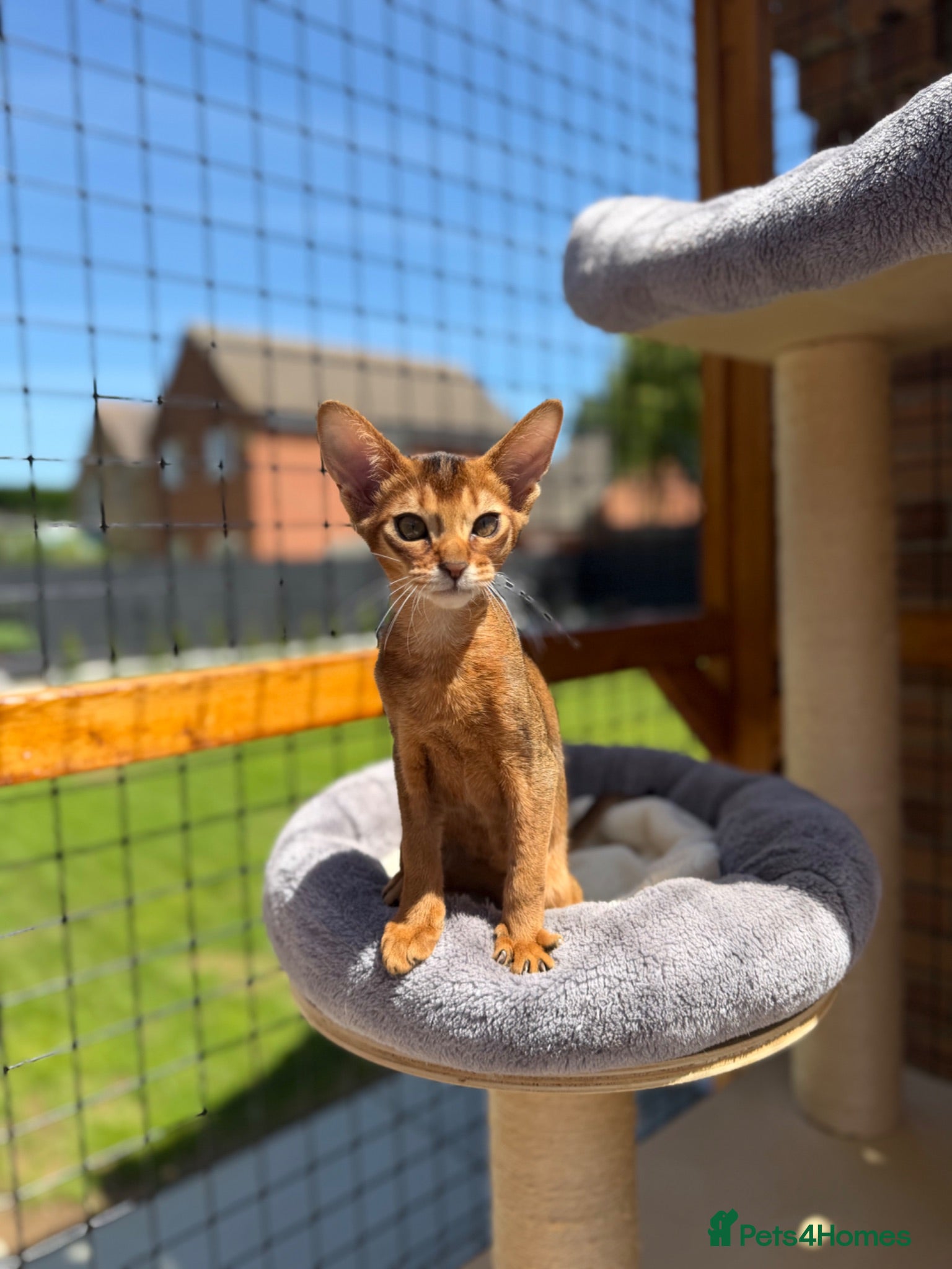 Abyssinian cats Pure breed Abyssinian kitten GCCF registered  - Advert 1