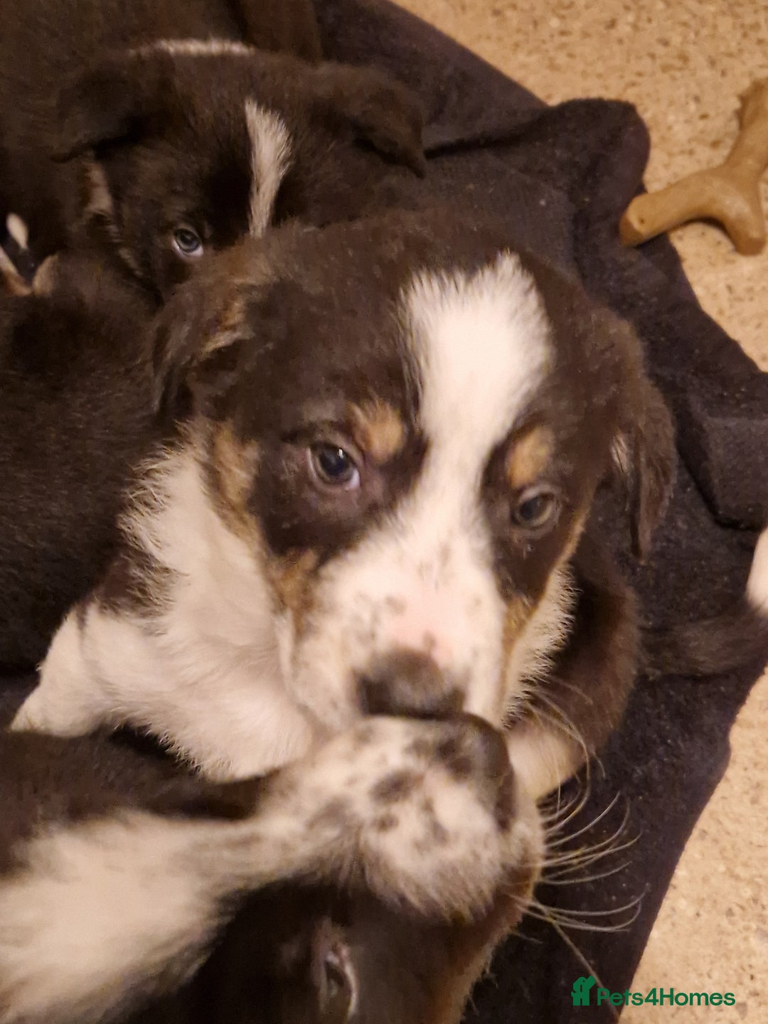 Border Collie dogs for sale: Beautiful Border Collies - Gloucestershire - Advert 5