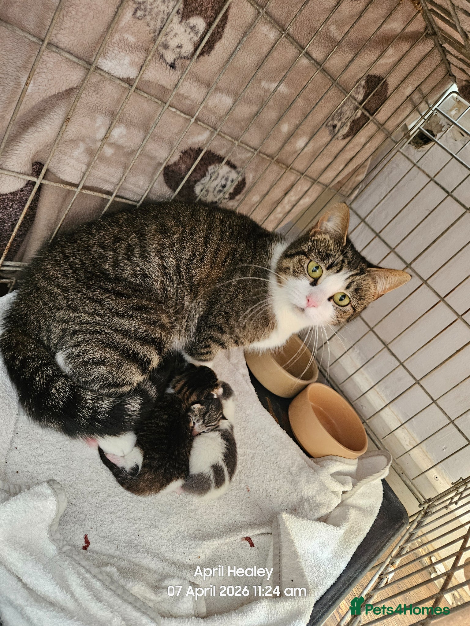 Mixed Breed cats Family kittys - Advert 4