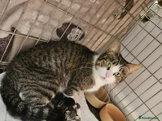 Mixed Breed cats Family kittys - Advert 4