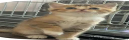 British Shorthair cats for sale: British shorthair X Scottish X ragdoll mix - Advert 15