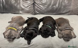 Mastiff dogs for sale: Mastiff puppies (Neapolitan) - Advert 19