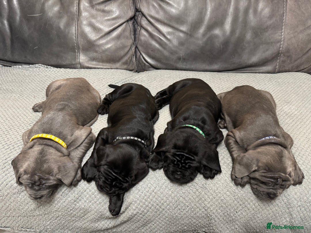 Mastiff dogs for sale: Mastiff puppies (Neapolitan) - Advert 19
