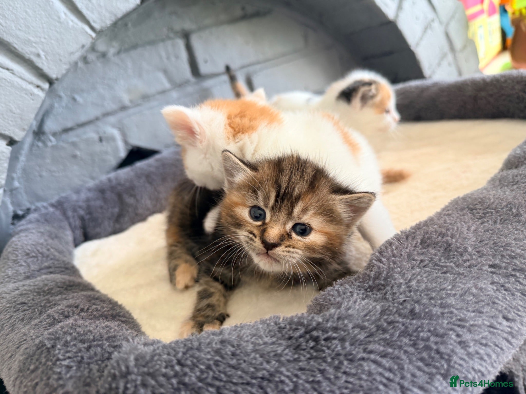 Domestic Shorthair cats Beautiful kittens looking for forever homes  - Advert 9