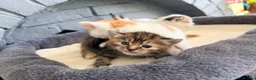 Domestic Shorthair cats for sale: Beautiful kittens looking for forever homes  - Advert 1
