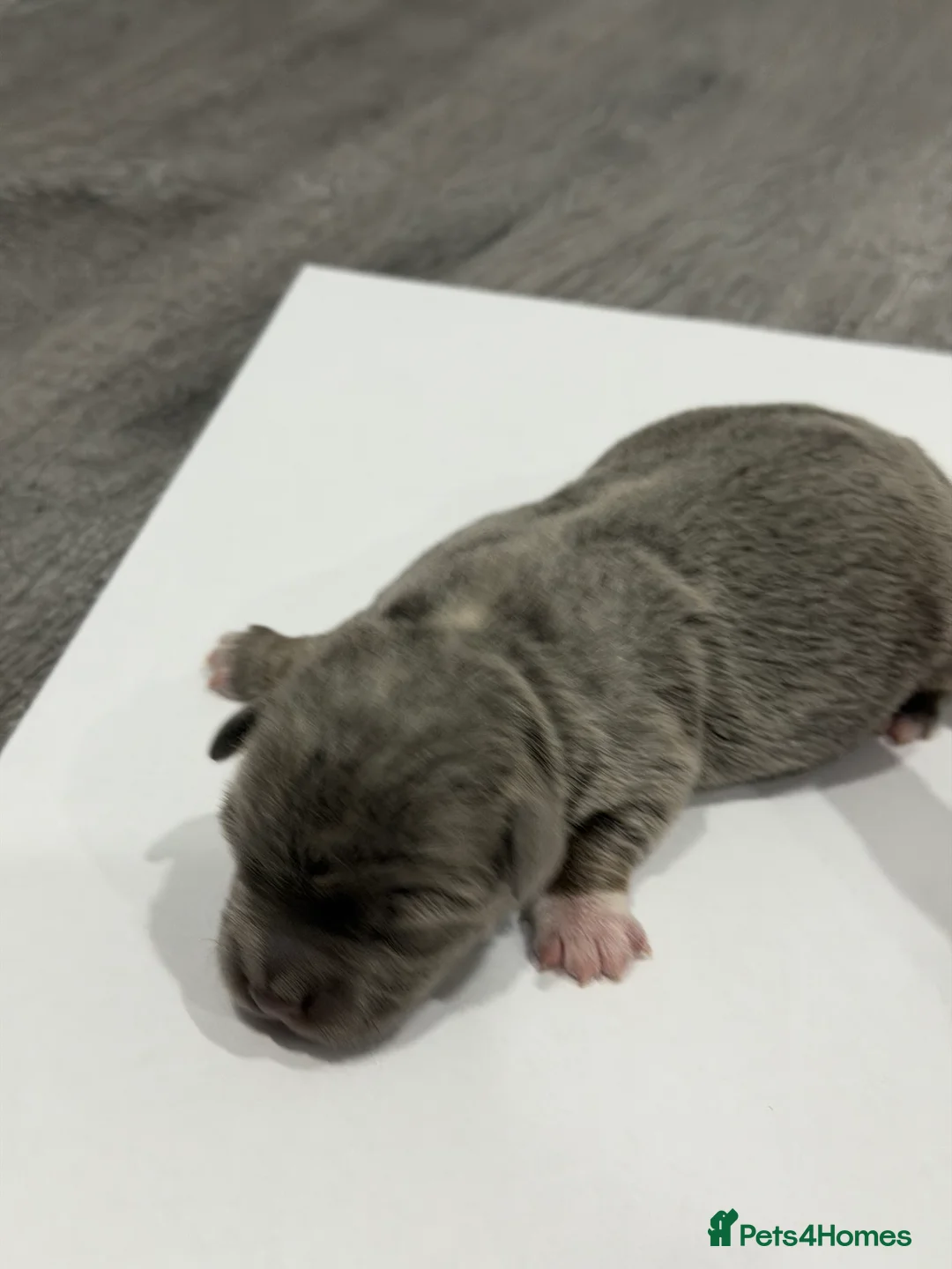 Jack Russell dogs for sale: Jack Russell Puppies – Chocolate, Blue & Lilac - Advert 15