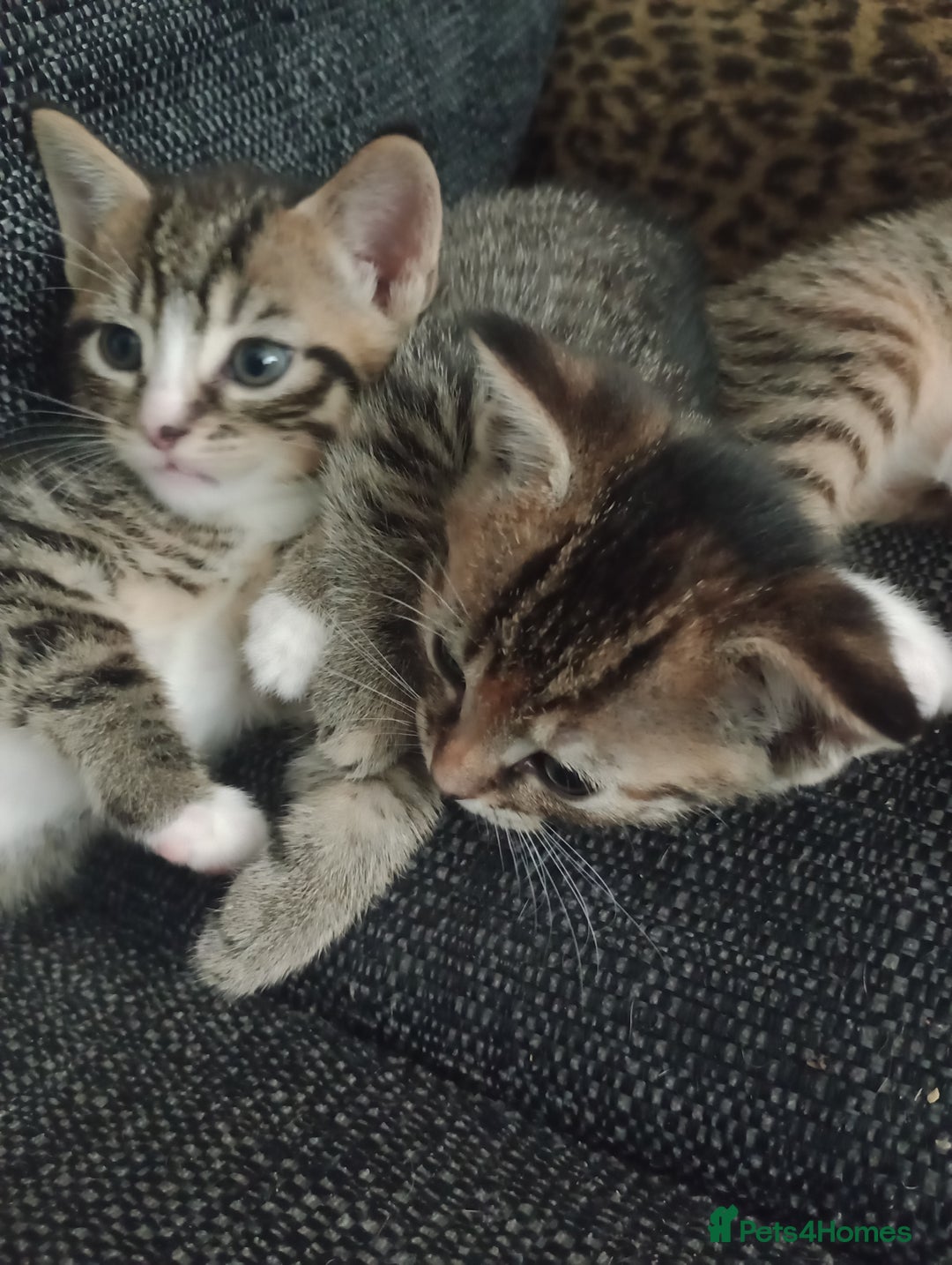 Mixed Breed cats for sale: Pretty kittens - Advert 6