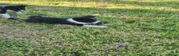 Border Collie dogs for sale: Border collie pups looking for new home - Advert 13