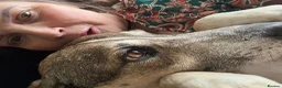 Mixed Breed dogs for sale: Beautiful Moroccan girl beldi  - Advert 12