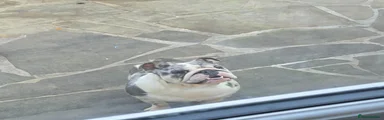 English Bulldog 1