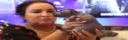 Mexican Hairless dogs for sale: Mini size girl. - Advert 8