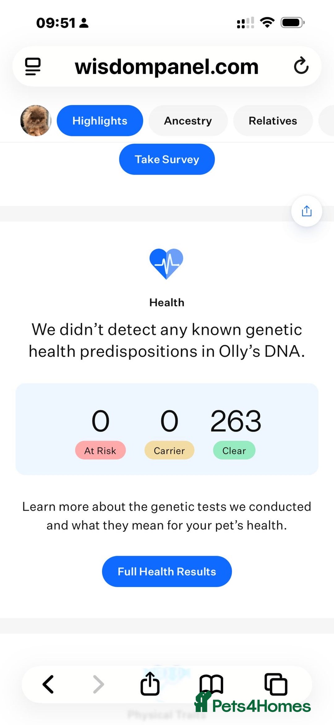 Pomeranian dogs for stud: 1.6kgPuppysize teddybear lilac and tan Pomeranian  - Advert 6