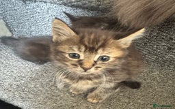 Mixed Breed cats for sale: Friendly and playful kittens  - Image 5