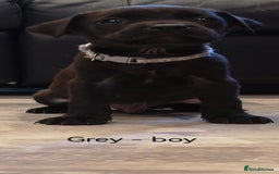 Mixed Breed dogs for sale: Ready in 11 days! 9x LABRADOR X STAFFY  - Image 16