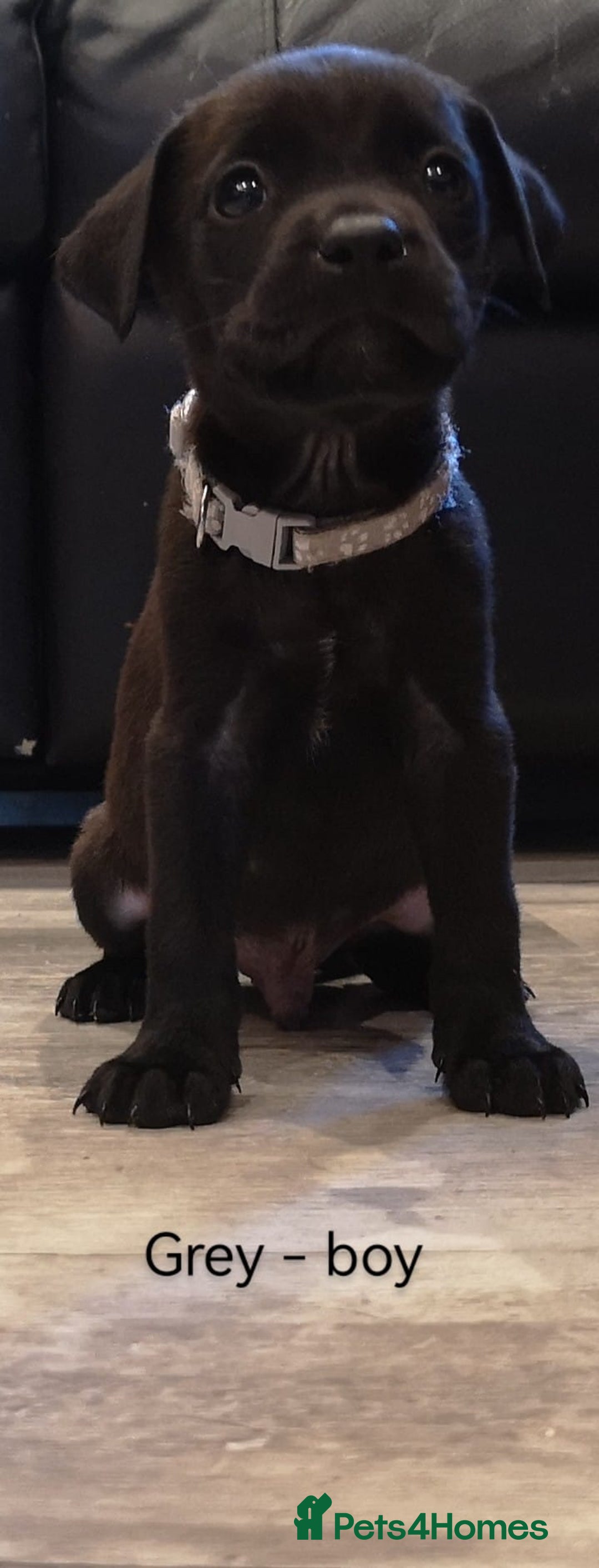 Mixed Breed dogs for sale: Ready in 11 days! 9x LABRADOR X STAFFY  - Image 16
