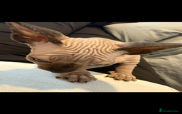 Sphynx cats for sale: sphynx canadian kittens ready to leave now  - Image 12