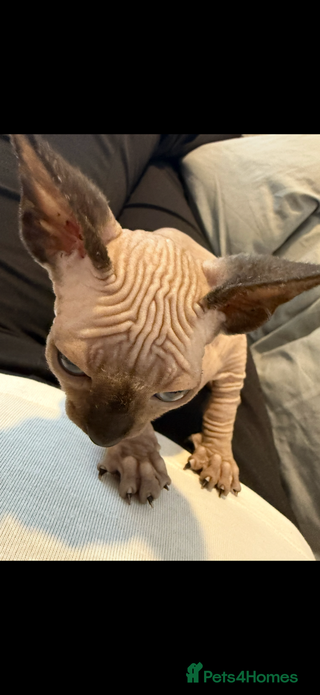 Sphynx cats for sale: sphynx canadian kittens ready to leave now  - Image 12