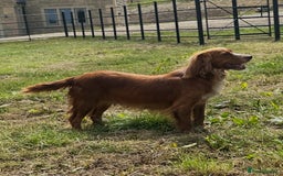 Bocker dogs for sale: Cocker Spaniel X Beagle - Image 10