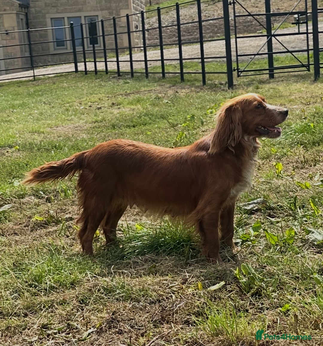 Bocker dogs for sale: Cocker Spaniel X Beagle - Image 10